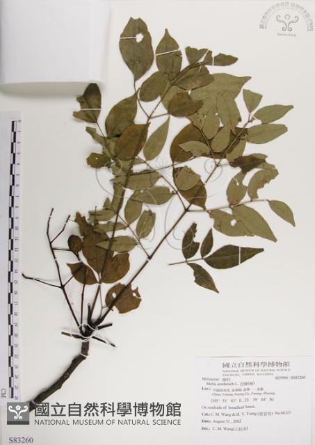楝、苦楝藏品圖，第1張