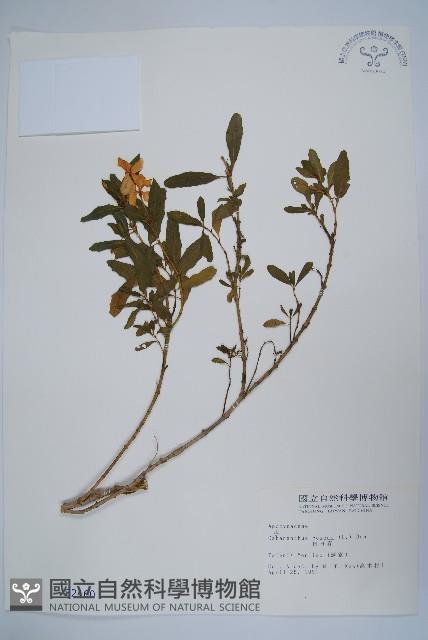 長春花藏品圖，第1張