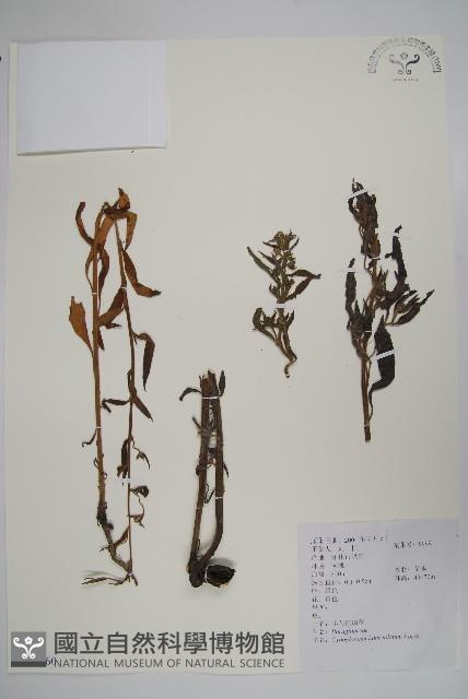 小花倒提壺藏品圖，第1張