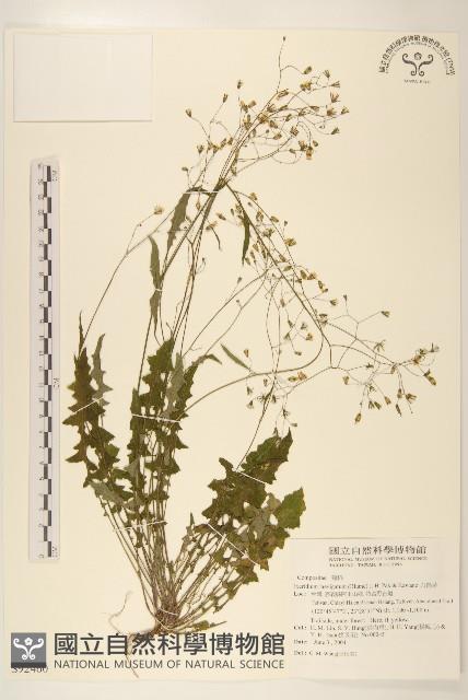 刀傷草藏品圖，第1張