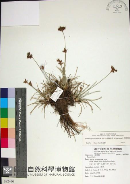 乾溝飄拂草藏品圖，第1張