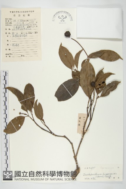 香港四照花藏品圖，第1張