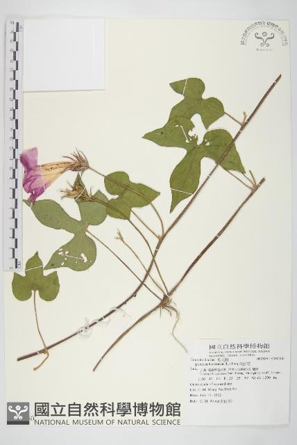 銳葉牽牛藏品圖，第1張