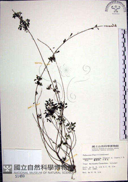 鐵掃帚、千里光藏品圖，第1張