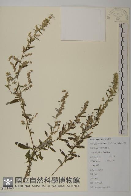 魁蒿藏品圖，第1張