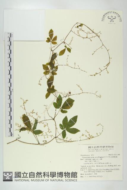 毛絞股藍藏品圖，第1張