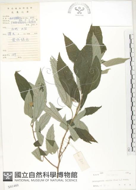 水麻藏品圖，第1張