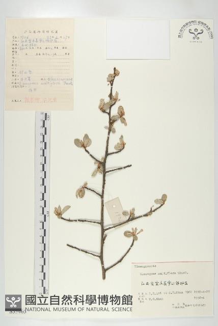 木半夏藏品圖，第1張