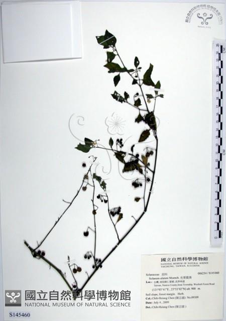 光果龍葵藏品圖，第1張