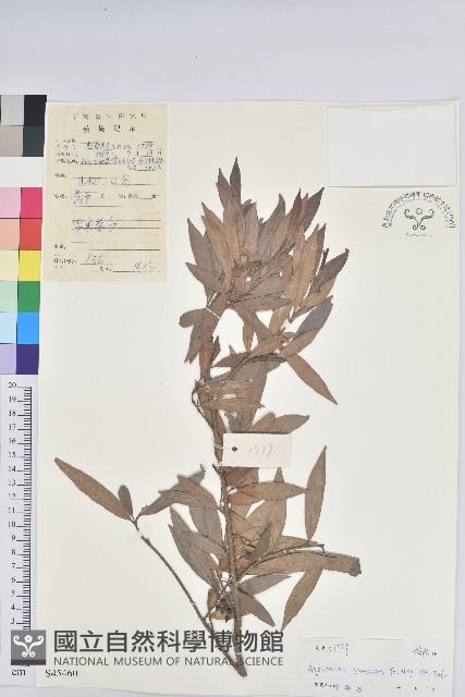 小葉五月茶藏品圖，第1張