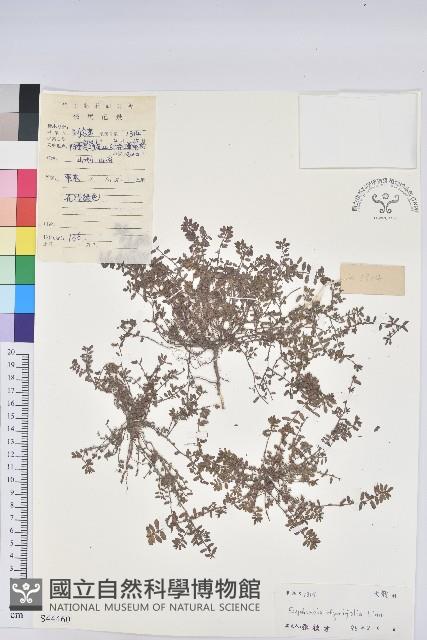 千根草藏品圖，第1張