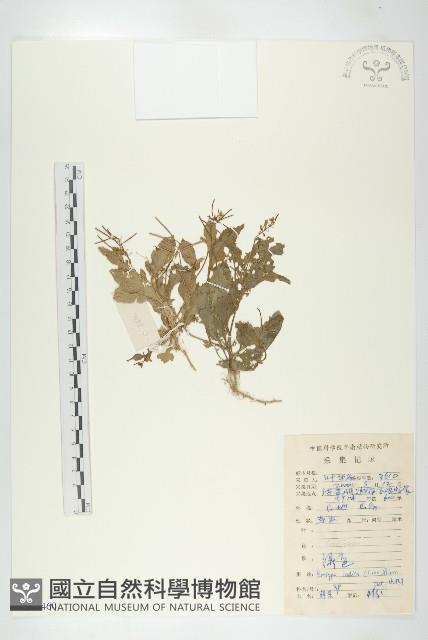 葶藶藏品圖，第1張