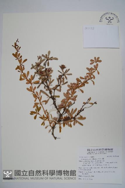 金花小蘗藏品圖，第1張