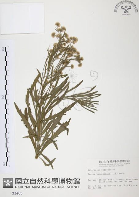 美洲假蓬藏品圖，第1張