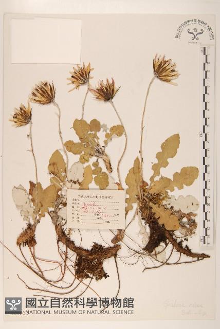 白背大丁草藏品圖，第1張