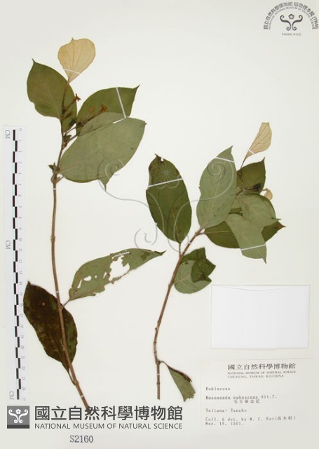 毛玉葉金花藏品圖，第1張