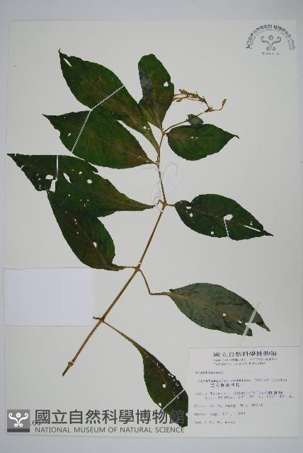 尼氏擬馬偕花藏品圖，第1張