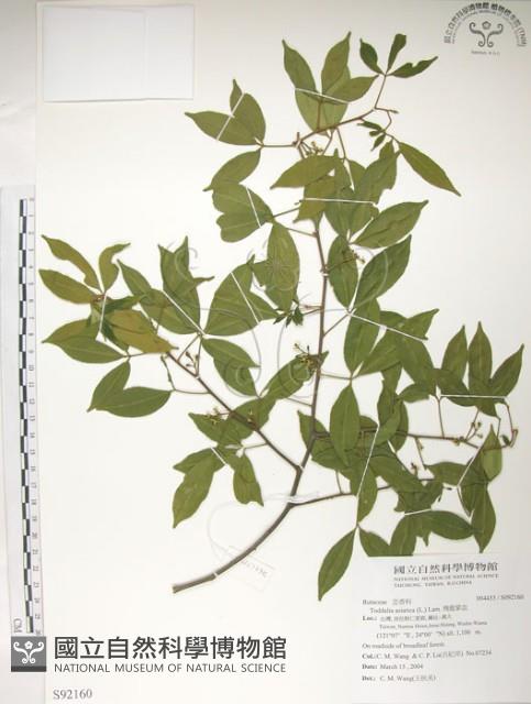 飛龍掌血藏品圖，第1張