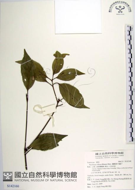 白新木薑子藏品圖，第1張