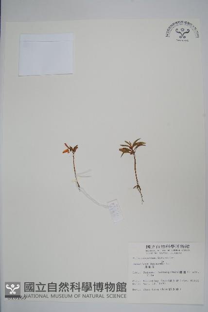 鳳仙花藏品圖，第1張