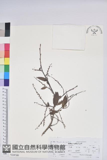 米飯花藏品圖，第1張