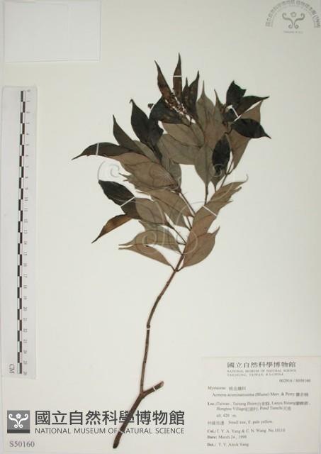 賽赤楠藏品圖，第1張