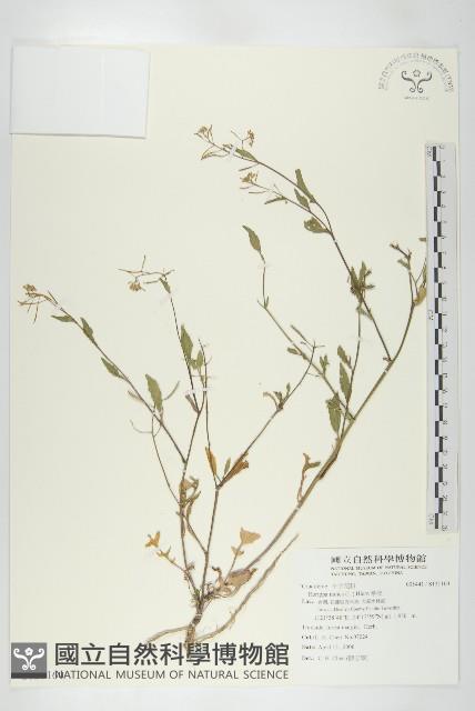 葶藶藏品圖，第1張