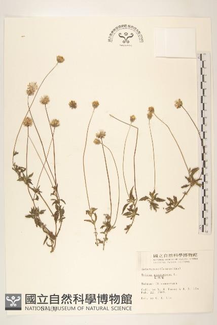 長柄菊藏品圖，第1張