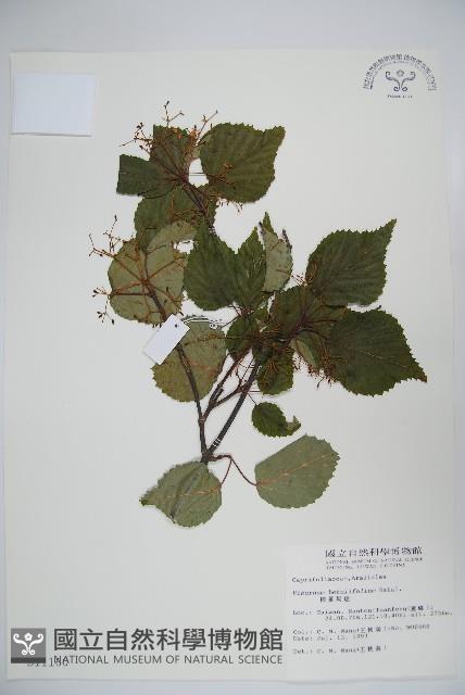 樺葉莢迷、玉山莢迷藏品圖，第1張