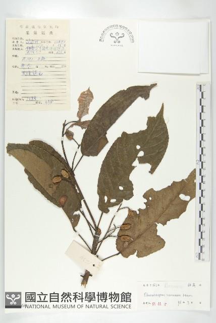 美脈杜英藏品圖，第1張