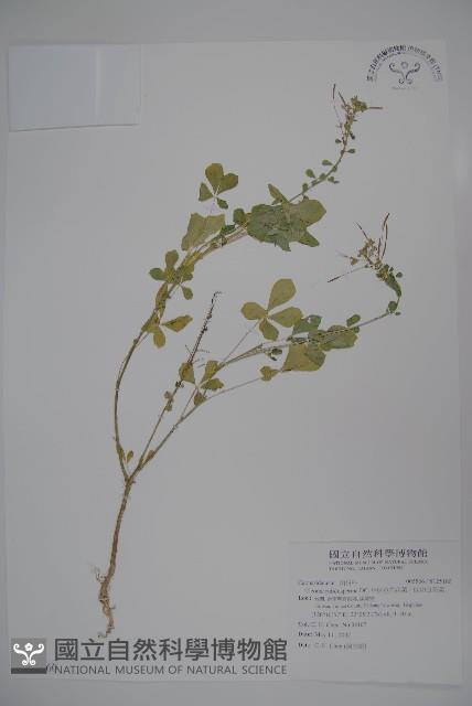 平伏莖白花菜、成功白花菜藏品圖，第1張