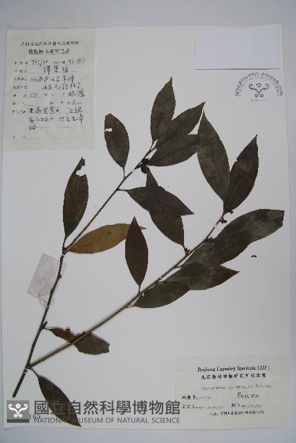 東方野扇花藏品圖，第1張