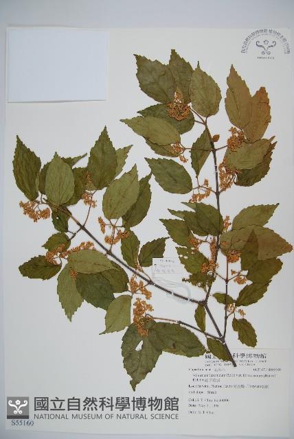 紅子莢迷藏品圖，第1張