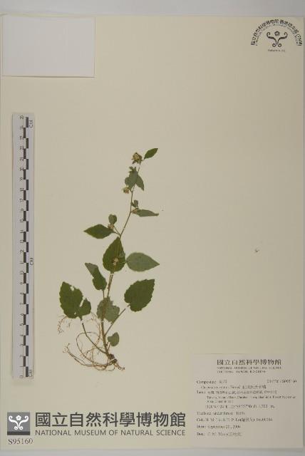 細川氏天名精藏品圖，第1張