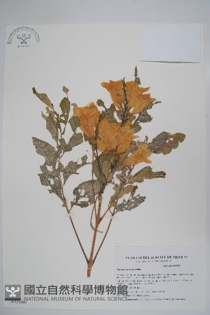 黃鐘花藏品圖，第1張