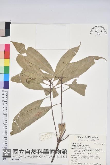 短尾葉石櫟、嶺南柯`東南石櫟藏品圖，第1張