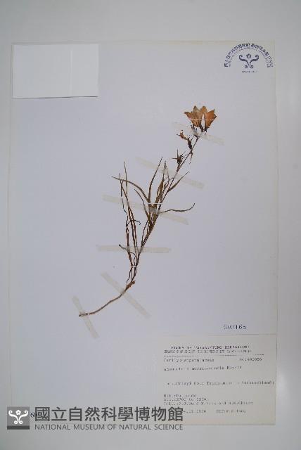 玉山沙參藏品圖，第1張