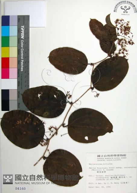 糙莖菝契藏品圖，第1張