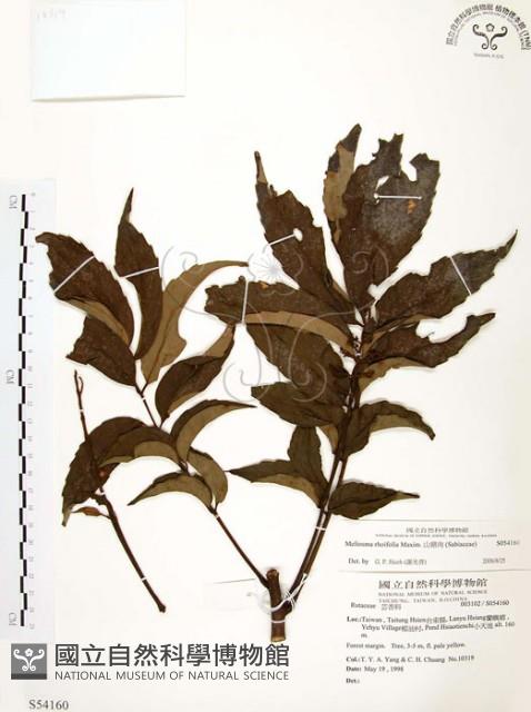 山豬肉藏品圖，第1張