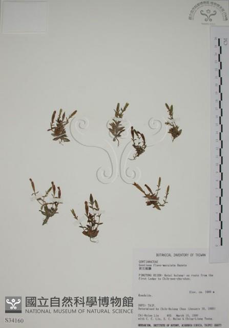 黃斑龍膽藏品圖，第1張