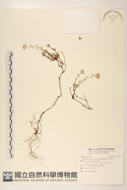 玉山薄雪草藏品圖，第1張