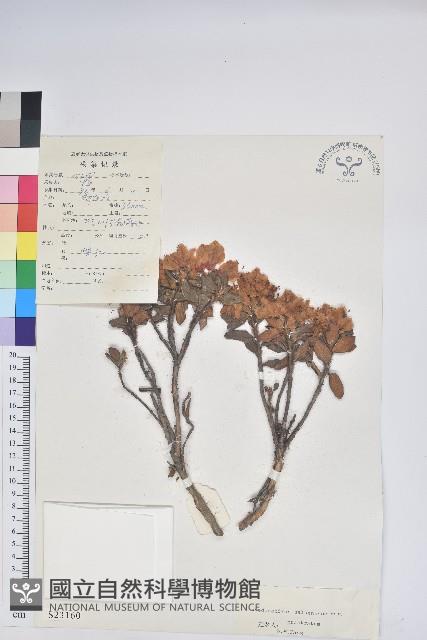 平臥怒江杜鵑藏品圖，第1張