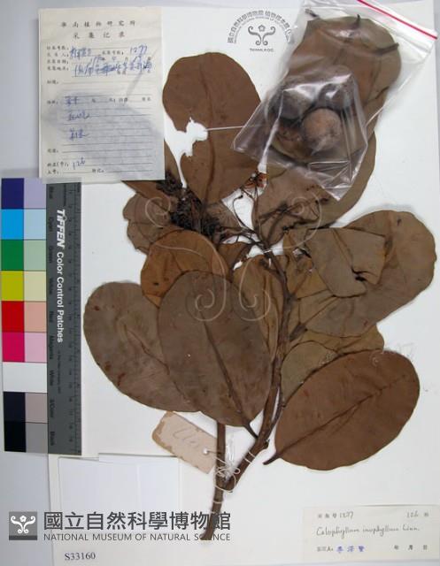 瓊崖海棠、胡桐藏品圖，第1張