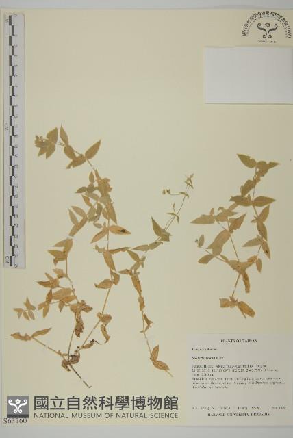 疏花繁縷藏品圖，第1張