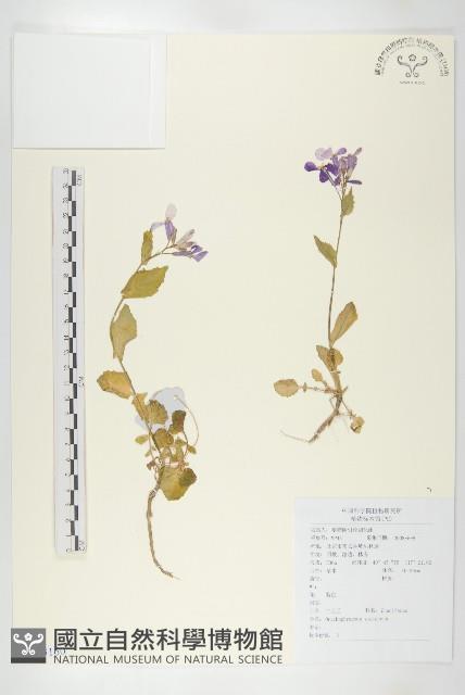 諸葛菜藏品圖，第1張