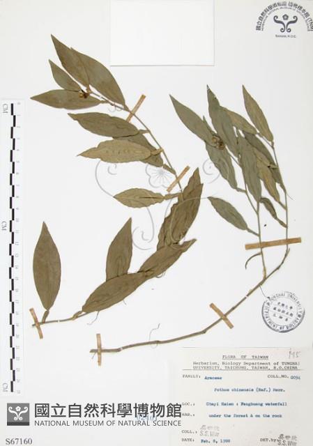 柚葉藤藏品圖，第1張