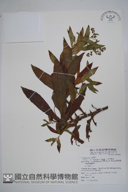 小花倒提壺藏品圖，第1張