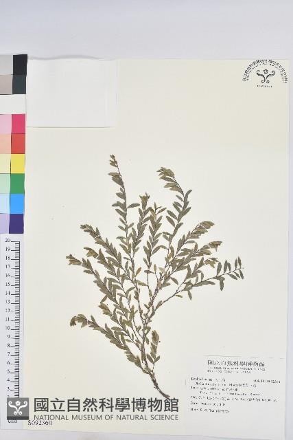 錫蘭葉下珠藏品圖，第1張