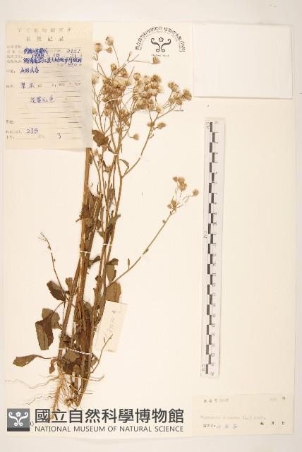 一枝香藏品圖，第1張