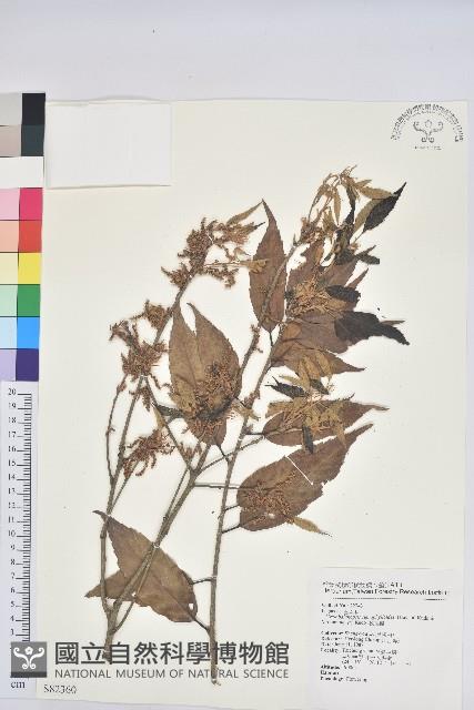 狹葉櫟藏品圖，第1張